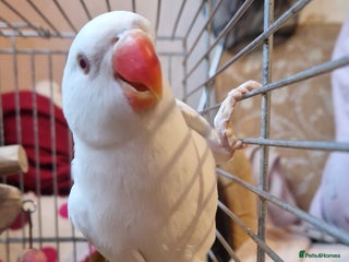 Ringnecks birds - Advert 28