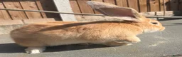 Continental Giant rabbits for sale: Giant ready to go now 12 weeks old  - Advert 4