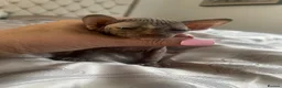 Mixed Breed cats for sale: Oriental x sphynx - Advert 12