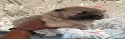 Chow Chow dogs for sale: 🧸🐾 Beautiful Chow Chow puppies 🐾🧸 - Advert 24