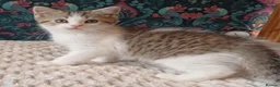 British Shorthair cats for sale: Adorable Brittish Shorthair kittens🐱 - Advert 10