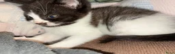 Domestic Shorthair cats for sale: Beautiful grey kittens  - Advert 9