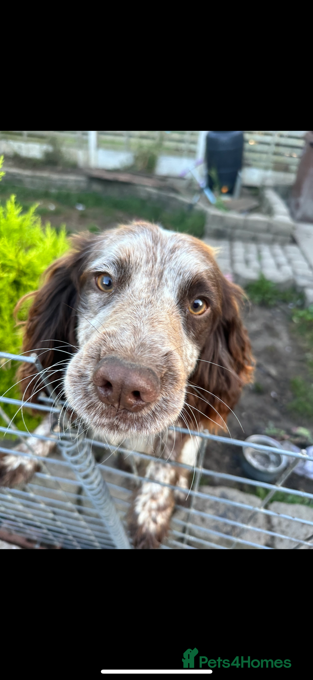 Cocker Spaniel dogs for sale: 1 kc cocker spaniel Bracken available  - Advert 14