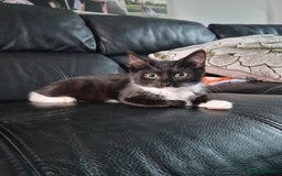 Domestic Shorthair cats for sale: Two female kittens  - Image 2