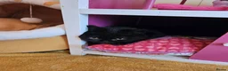 British Longhair cats for sale: Beautiful British Shorthair & Longhair Kittens 🐾 - Advert 6