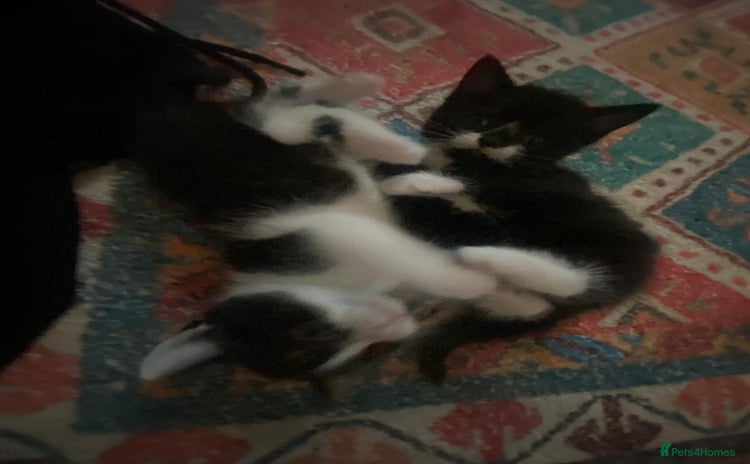 Mixed Breed cats - Advert 9
