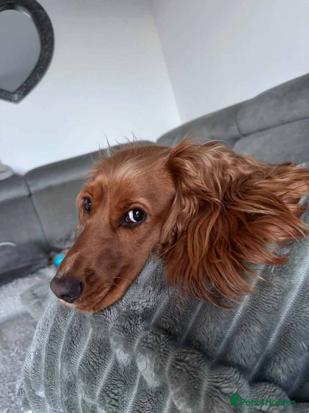 Cocker Spaniel dogs for sale: Bambi - Advert 2
