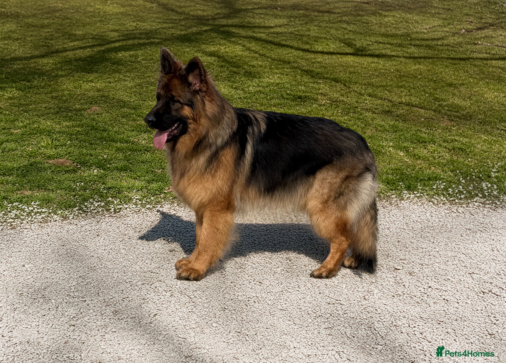 German Shepherd dogs Meet the Fabulous Manfredi  - Advert 2