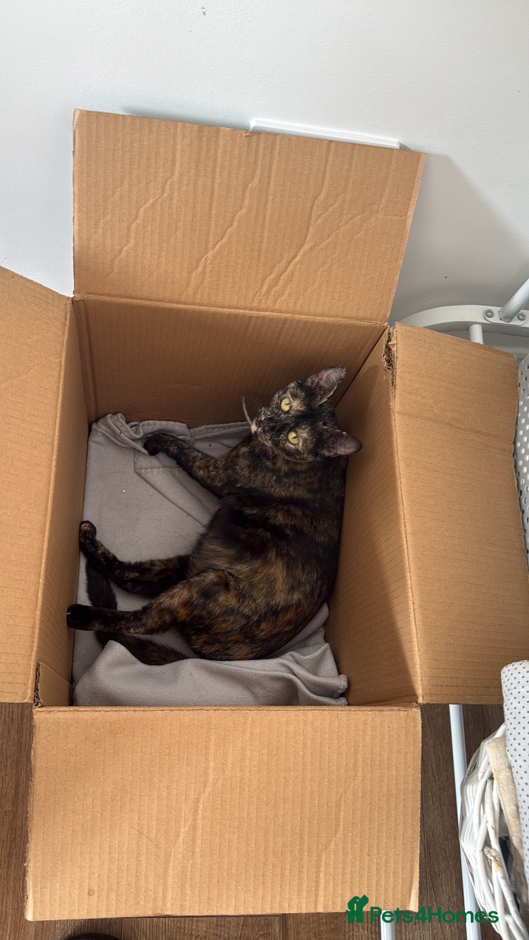 Mixed Breed cats Beautiful kittens for sale - Advert 2