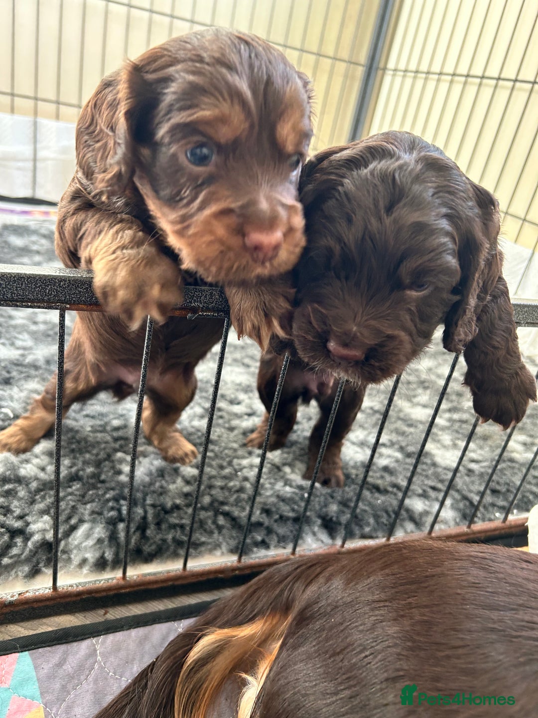Cocker Spaniel dogs for sale: Beautiful cocker spaniel pups  - Advert 4