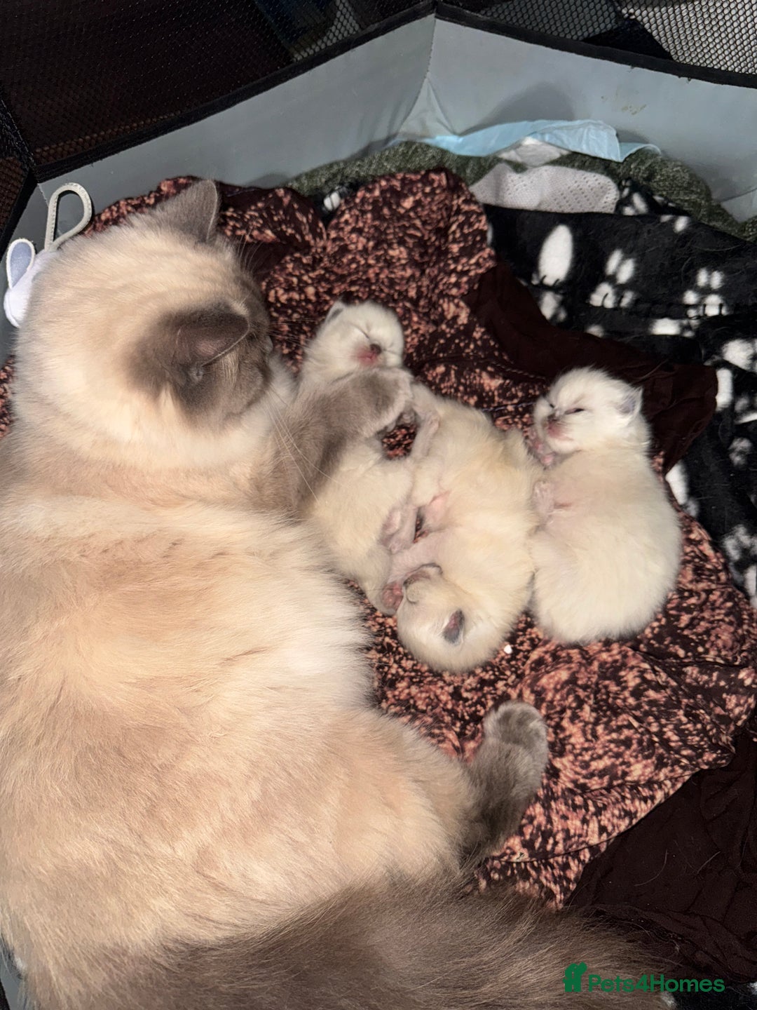Ragdoll cats for sale: Bluepoint ragdoll - Advert 2