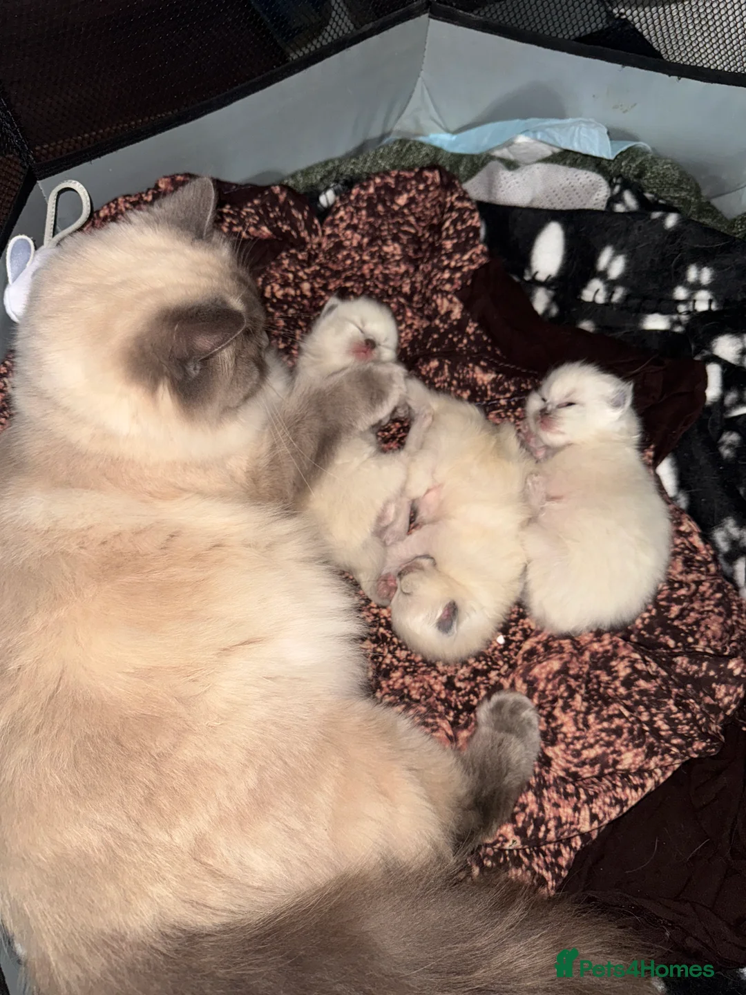 Ragdoll cats for sale: Bluepoint ragdoll- all reserved  - Advert 2