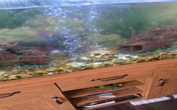 Koi Carp fish for sale: Fish tank and fish - Advert 3