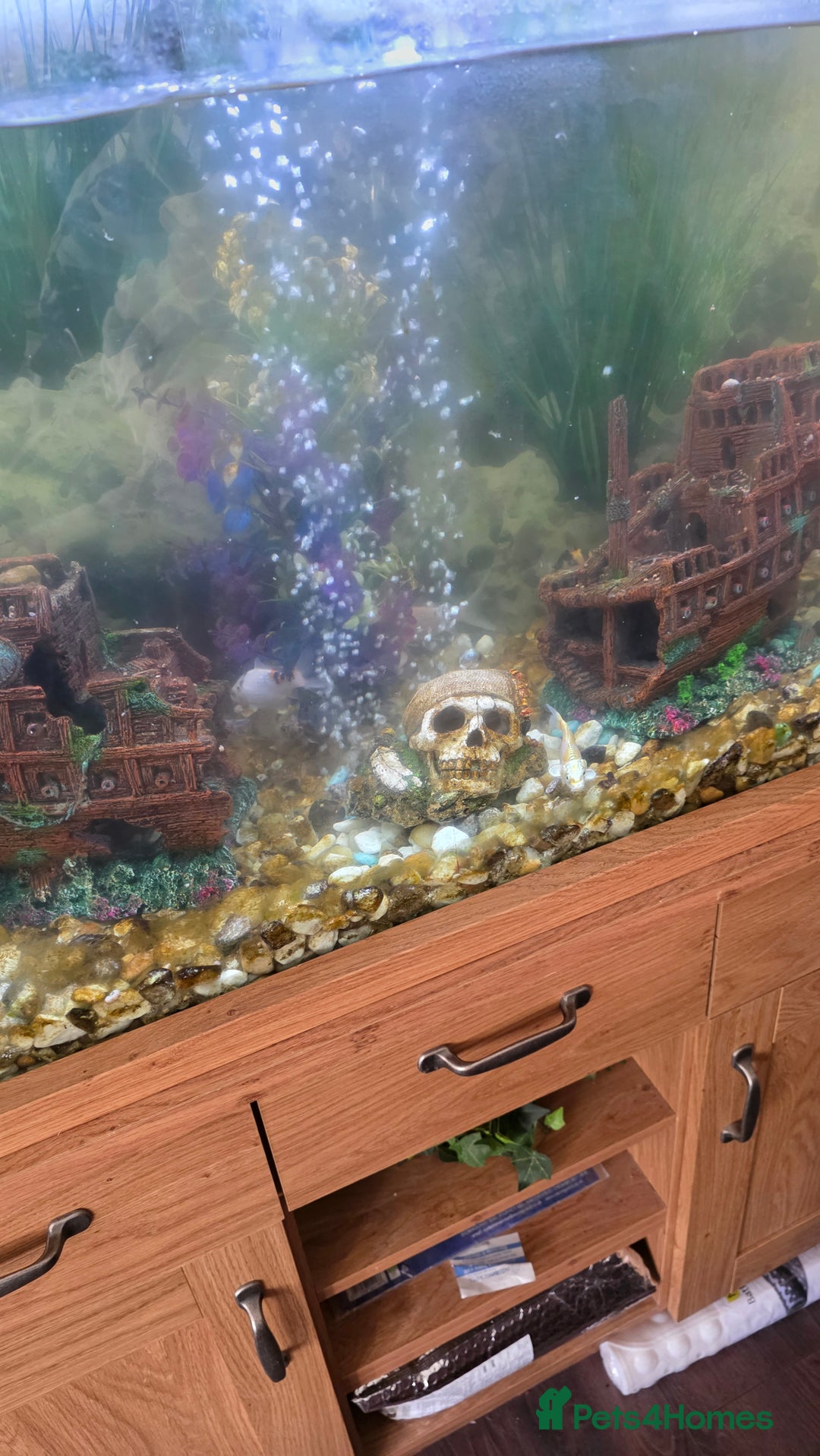 Koi Carp fish for sale: Fish tank and fish - Advert 3