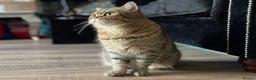 Scottish Fold cats for sale: Scottish fold kittens for sale! - Advert 30