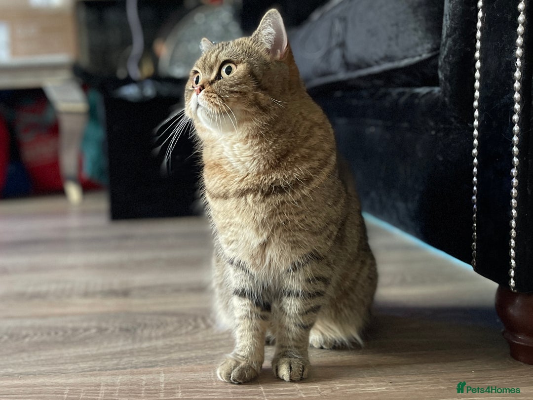 Scottish Fold cats for sale: Scottish fold kittens for sale! - Advert 30