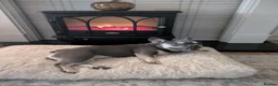 French Bulldog dogs for sale: 5 year old lilac french bulldog  - Advert 2