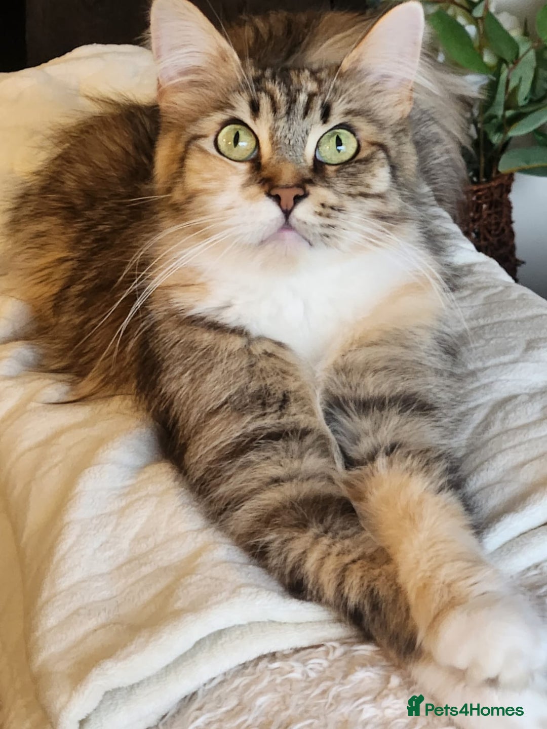 Maine Coon cats for sale:  Ready Now! Maine coon Kittens  - Advert 14