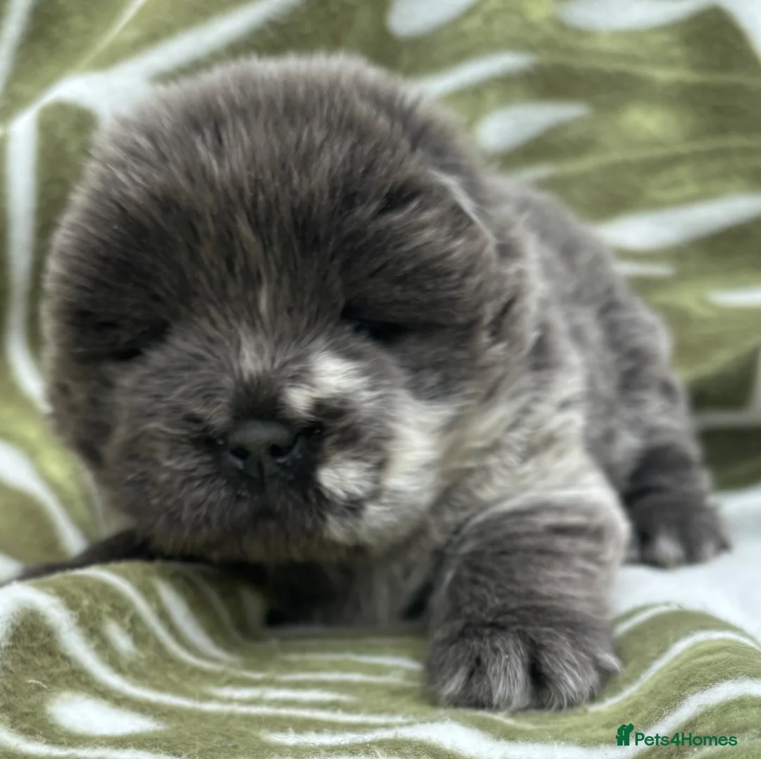 Chow Chow dogs for sale: Chow chow babies for sale - Advert 9