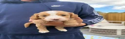 Cockapoo dogs for sale: 5 miniature cockapoos  - Advert 20