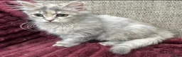 Siberian cats for sale: Blue/cream Silver Tortie Siberian Kitten - Advert 9