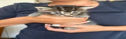 Ragdoll cats for sale: 8 ADORBALE KITTENS FOR SALE  - Advert 10