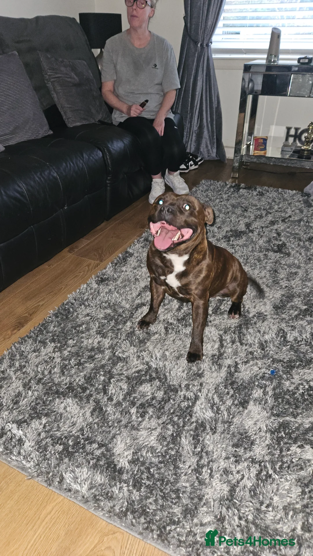 Staffordshire Bull Terrier dogs for stud: Staffordshire bull terrier - KC registered - Advert 5