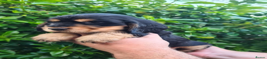 Cocker Spaniel Puppy 1