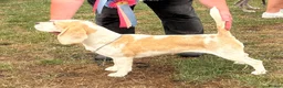 Beagle dogs for sale: Quality Tricolour Beagle Puppies - Advert 2