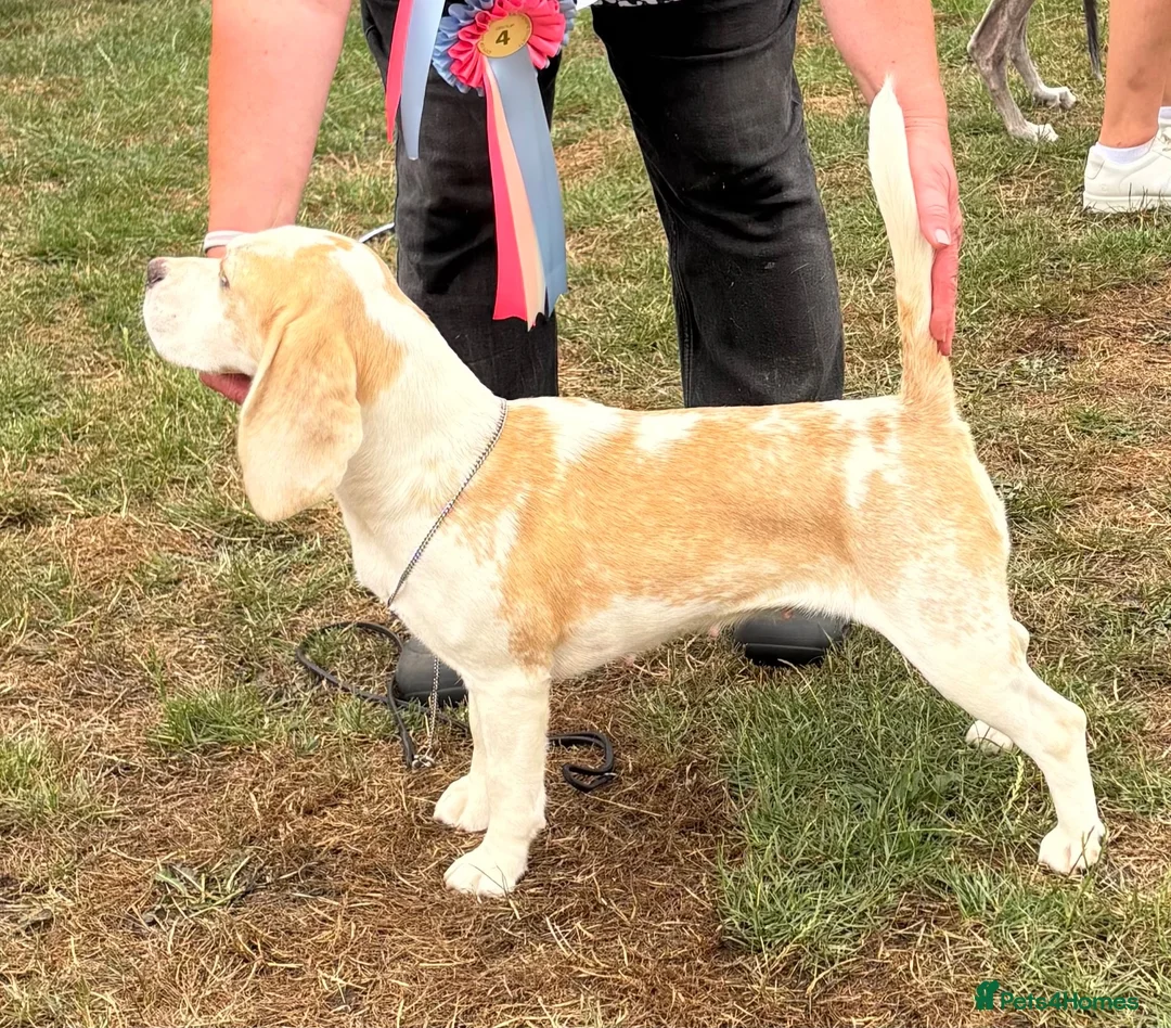 Beagle dogs for sale: Quality Tricolour Beagle Puppies - Advert 2
