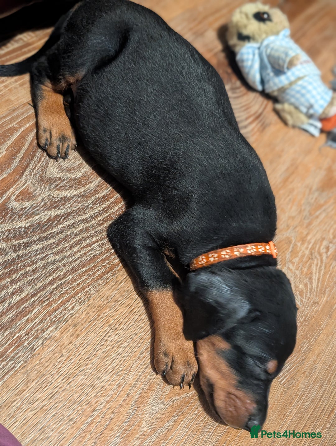 Dobermann dogs for sale: Doberman puppies "ready now" - Image 13