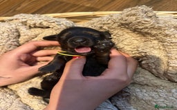 Dachshund dogs for sale: 5 beautiful long-haired Dachshunds pupps - Image 10