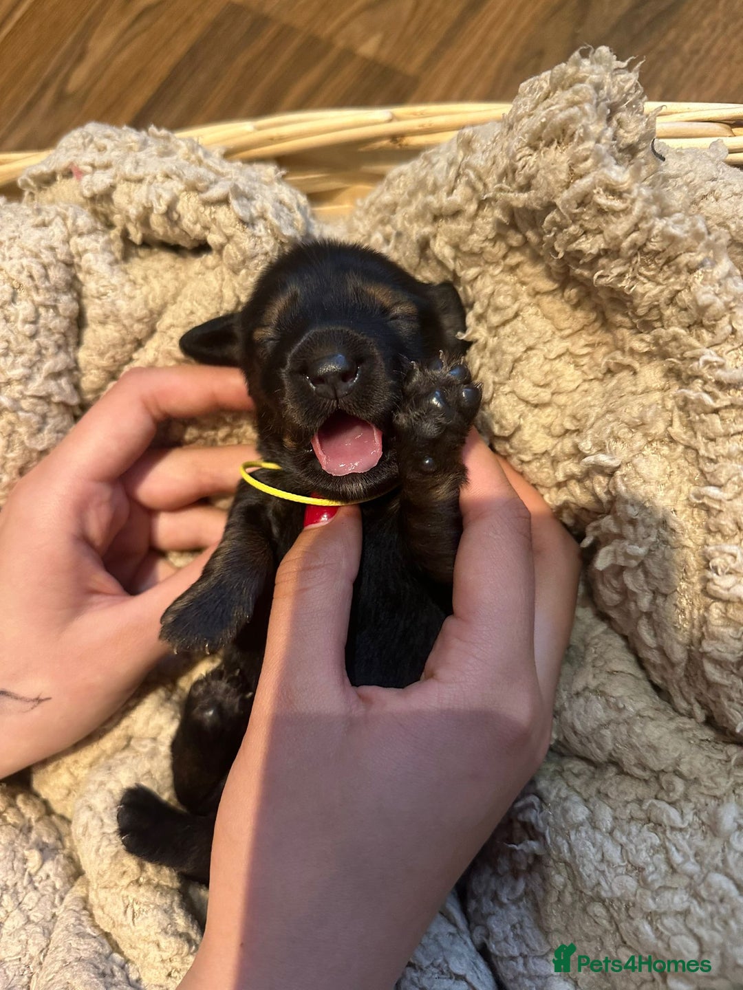 Dachshund dogs for sale: 5 beautiful long-haired Dachshunds pupps - Image 10