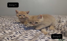 British Shorthair cats for sale: British shorthair kittens and scotish fold  - Image 11