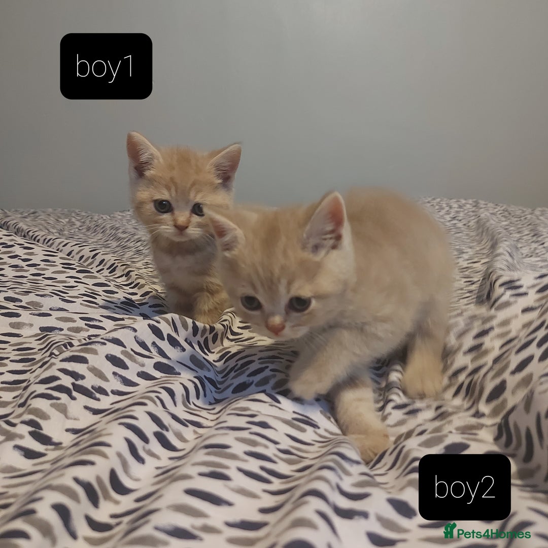 British Shorthair cats for sale: British shorthair kittens and scotish fold  - Image 11