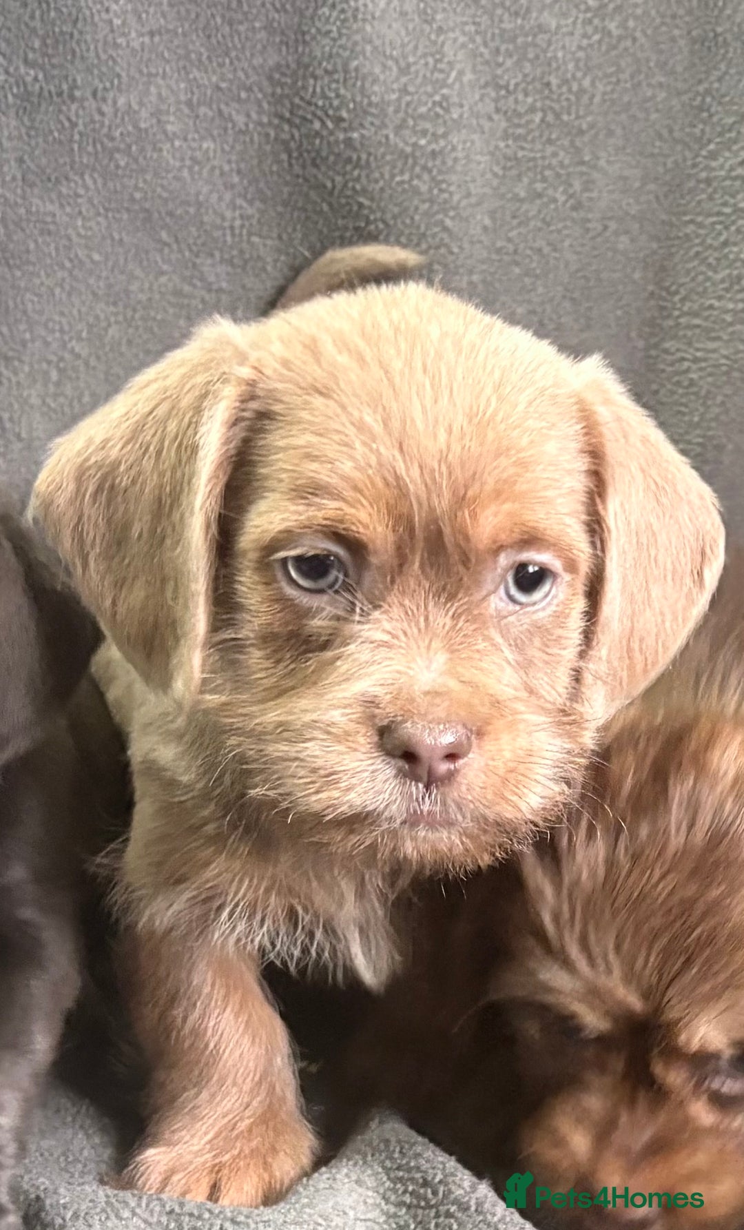 Mixed Breed dogs for sale: LOVELY LITTER OF SCHWEENIES  - Advert 9