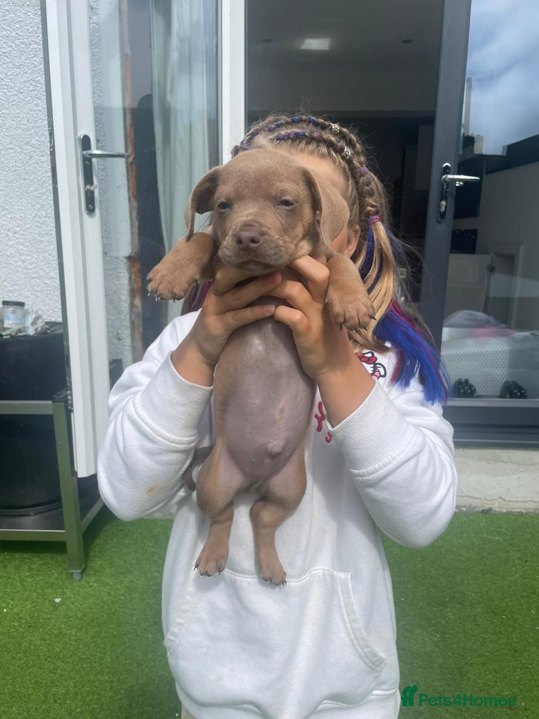 Mixed Breed dogs for sale: Duschund/ Chowchow mix breed  - Image 4