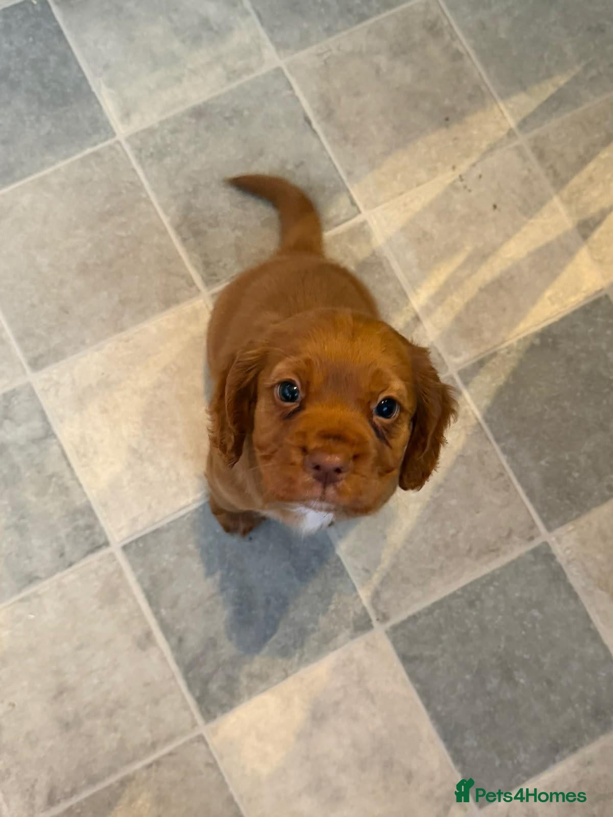 Cocker Spaniel dogs for sale: Red Cocker Spaniel Bitch - Advert 3