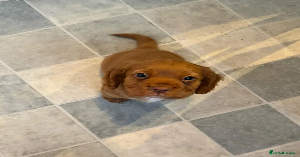 Red Cocker Spaniel Bitch for sale in Canterbury | Pets4Homes