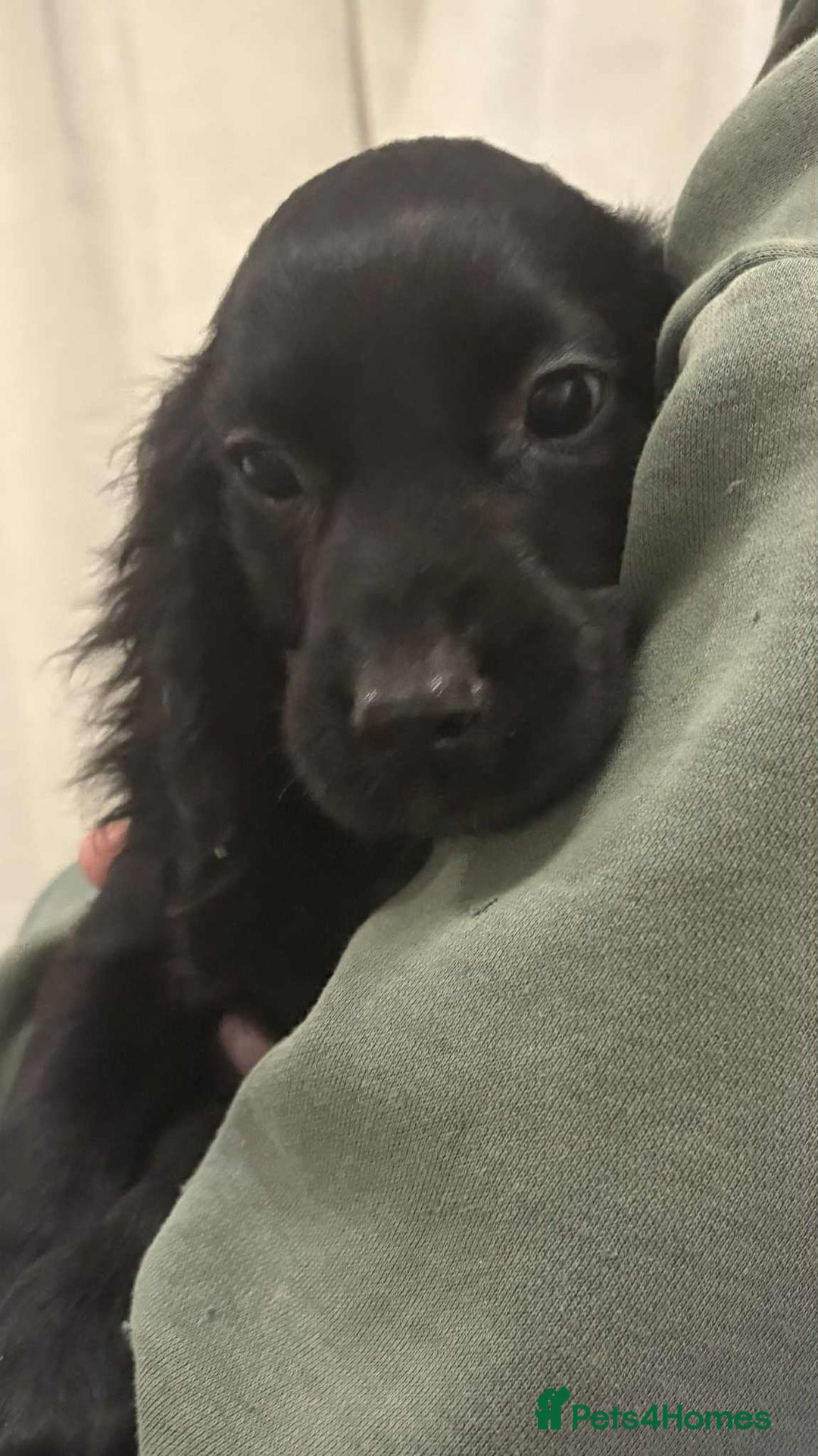 Cocker Spaniel dogs for sale: Beautiful Cocker Spaniel Puppies  - Advert 5