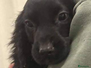 Cocker Spaniel dogs Beautiful Cocker Spaniel Puppies - Advert 4