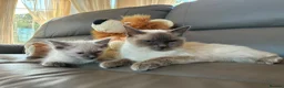 Ragdoll cats for sale: GCCF Ragdoll Kittens in Chichester - Advert 21