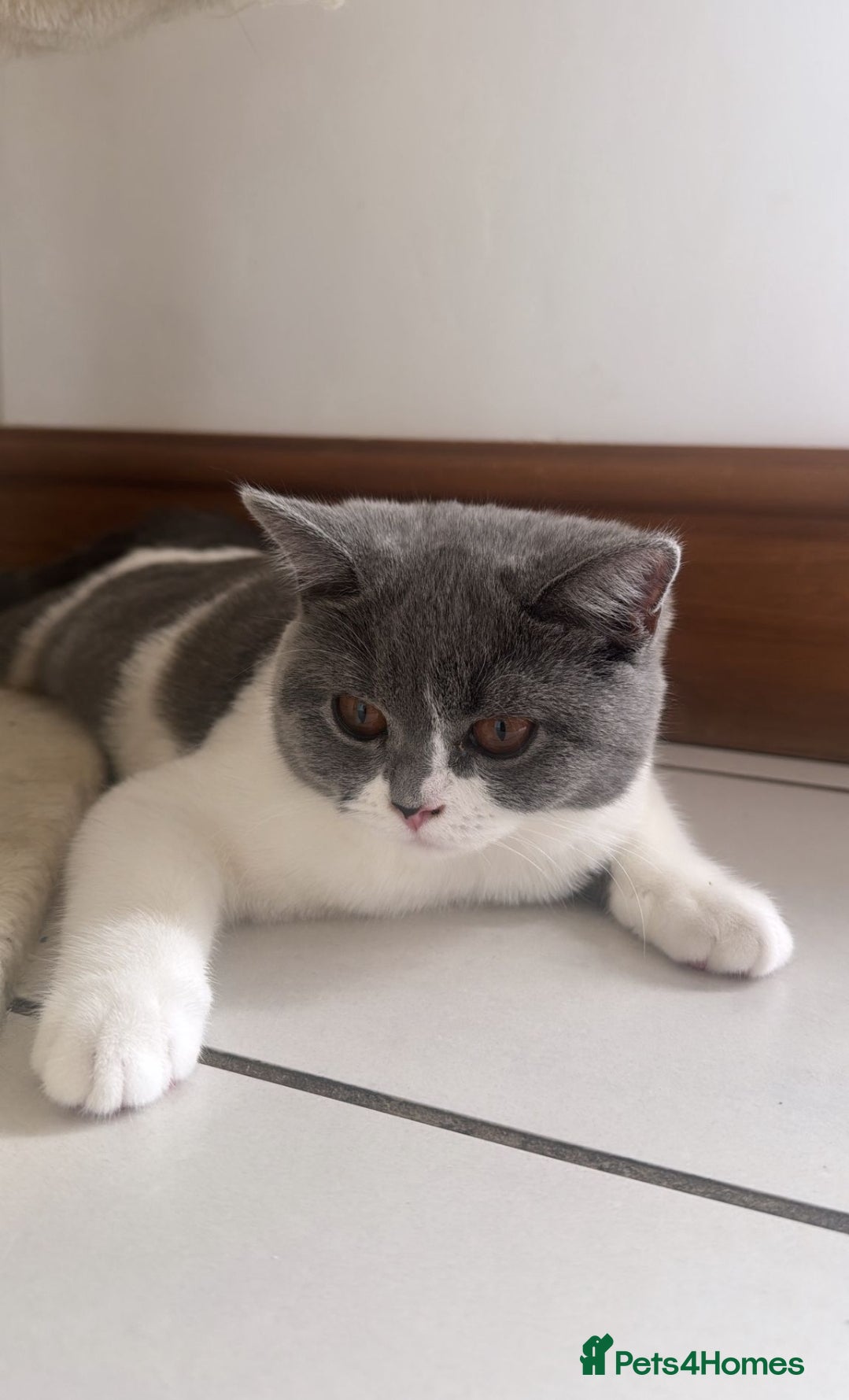 British Shorthair cats Beautiful girl - Advert 16