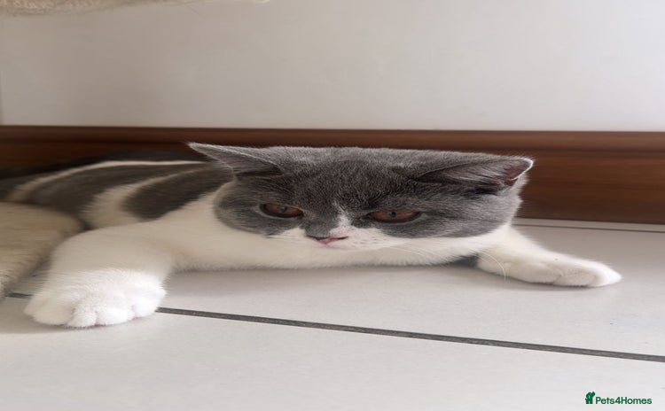British Shorthair cats - Advert 13