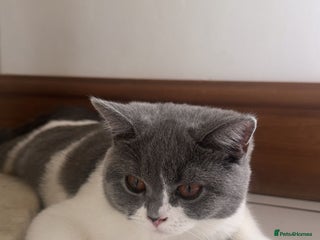 British Shorthair cats - Advert 21
