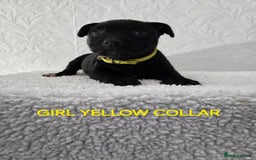 Staffordshire Bull Terrier dogs for sale: Kc reg black blue staffy puppies  - Image 15
