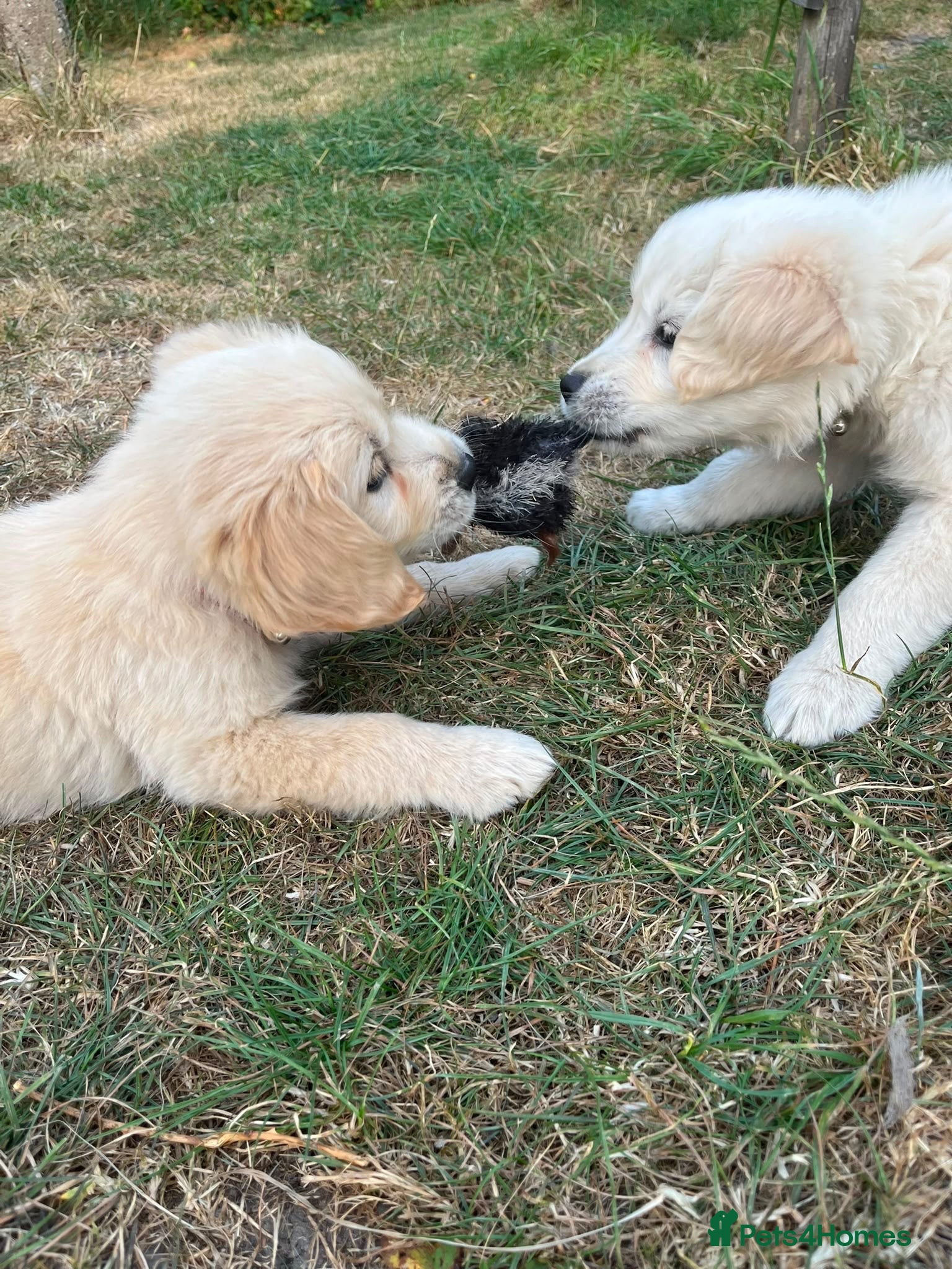 Golden Retriever dogs Golden Retriever puppies - Advert 6