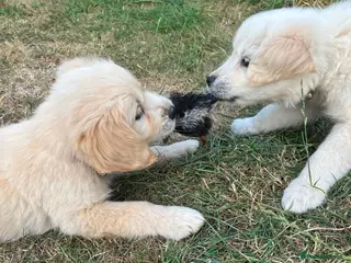 Golden Retriever dogs Golden Retriever puppies - Advert 6