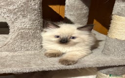 Ragcoon cats for sale: Stunning Maine Coon x Ragdoll kittens - Image 8