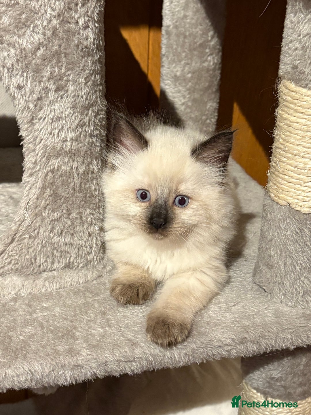 Ragcoon cats for sale: Stunning Maine Coon x Ragdoll kittens - Image 8